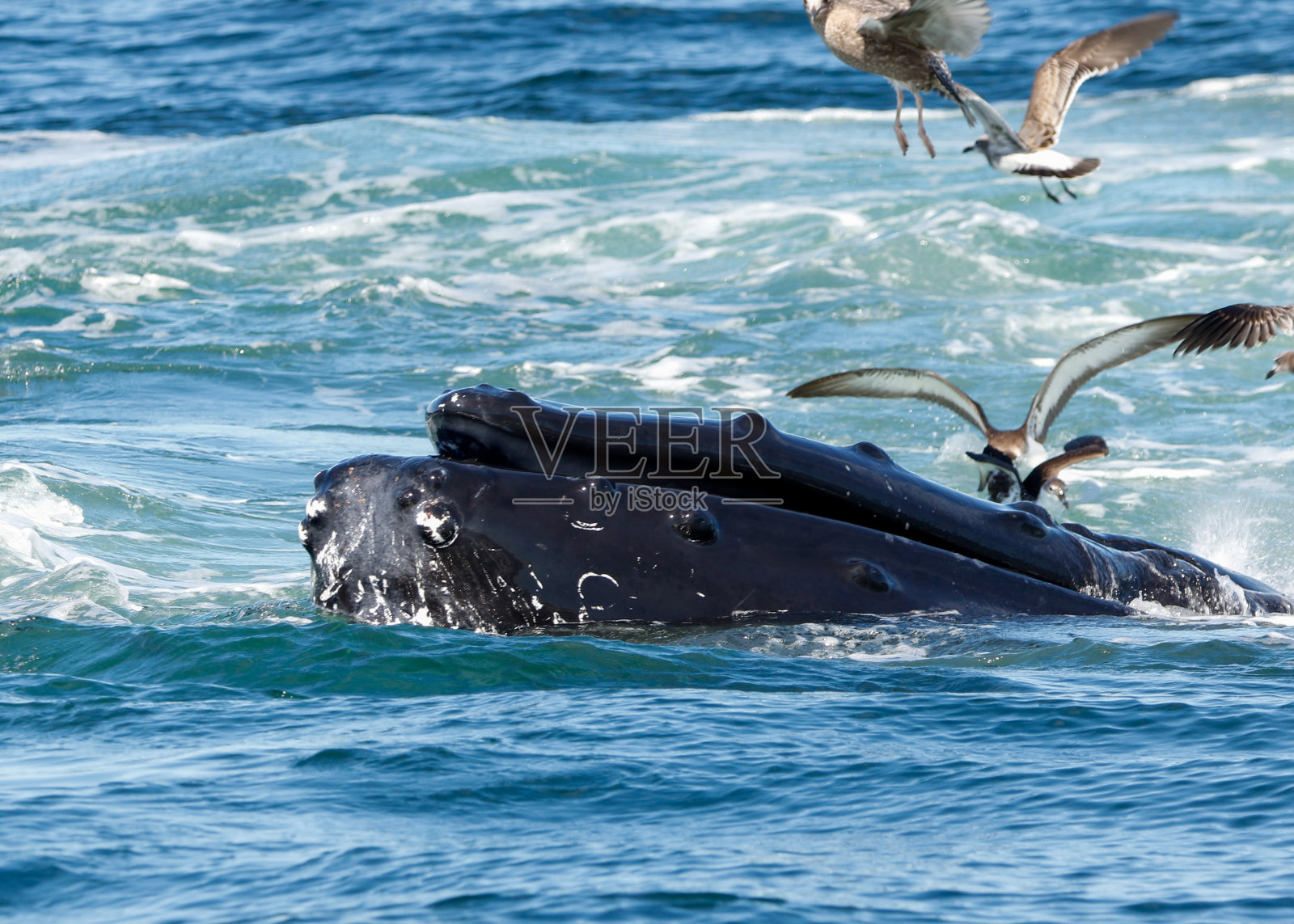 座头鲸和燕鸥照片摄影图片