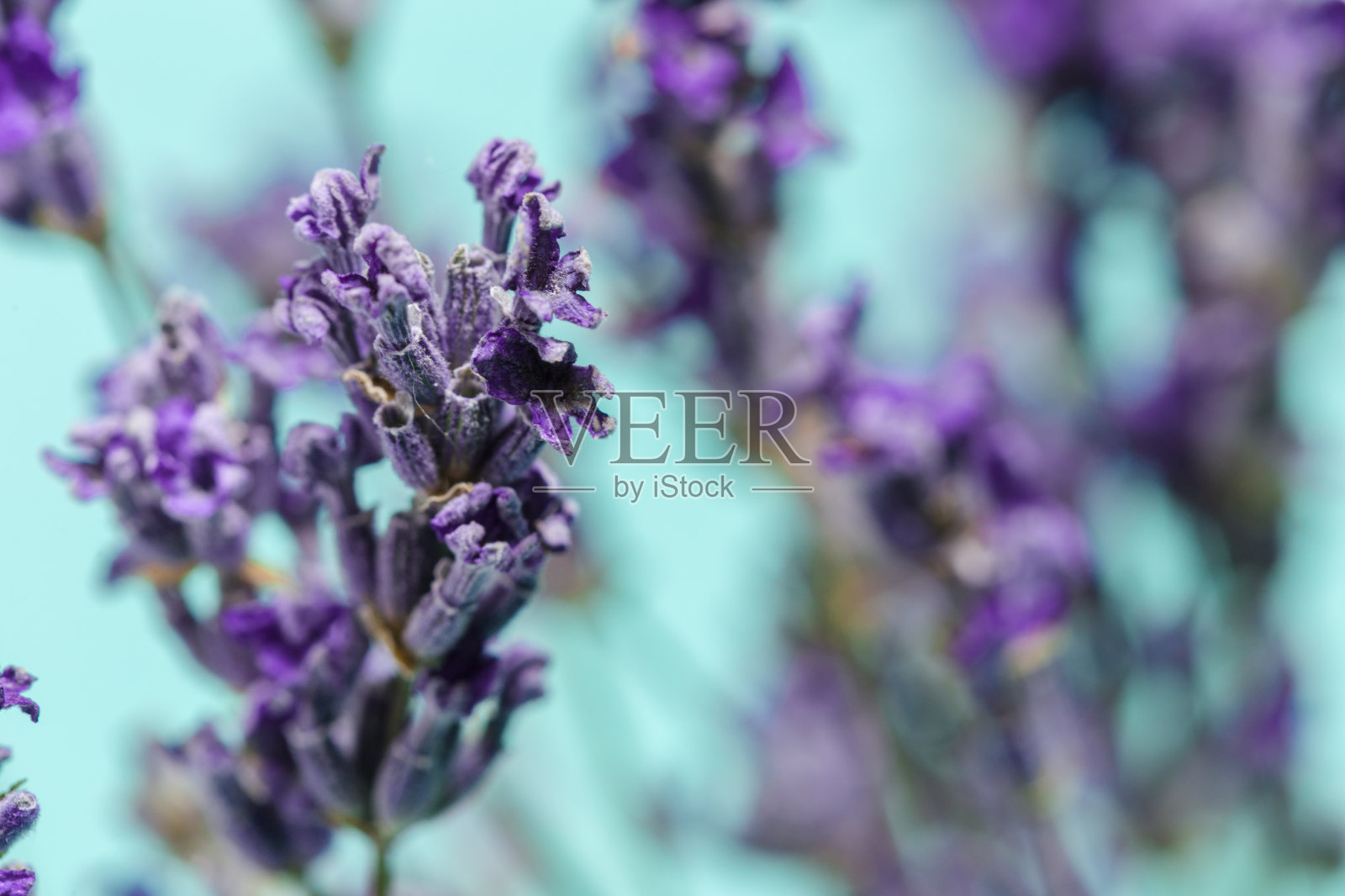 新鲜的薰衣草照片摄影图片