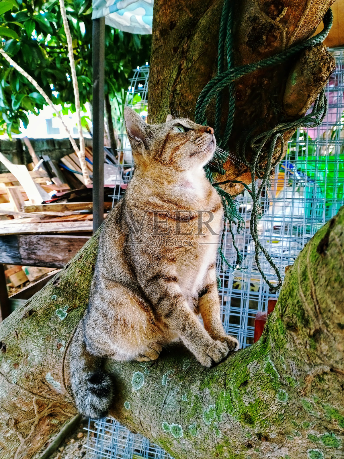 猫抬头看照片摄影图片