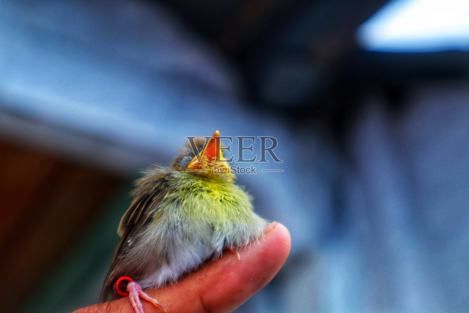 可爱的小鸟的照片照片摄影图片