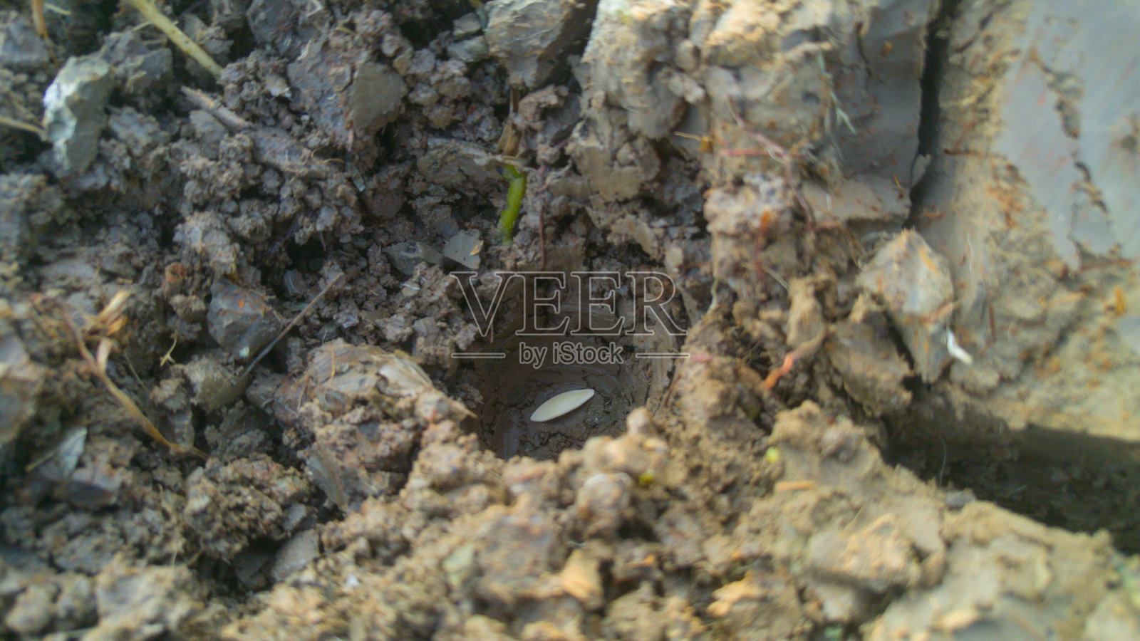 黄瓜种子照片摄影图片