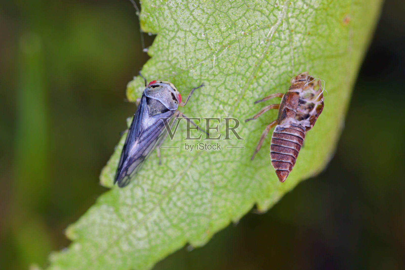 叶蝉，在桦树叶变态后不久发育。幼虫最后阶段可见的蜕皮。照片摄影图片