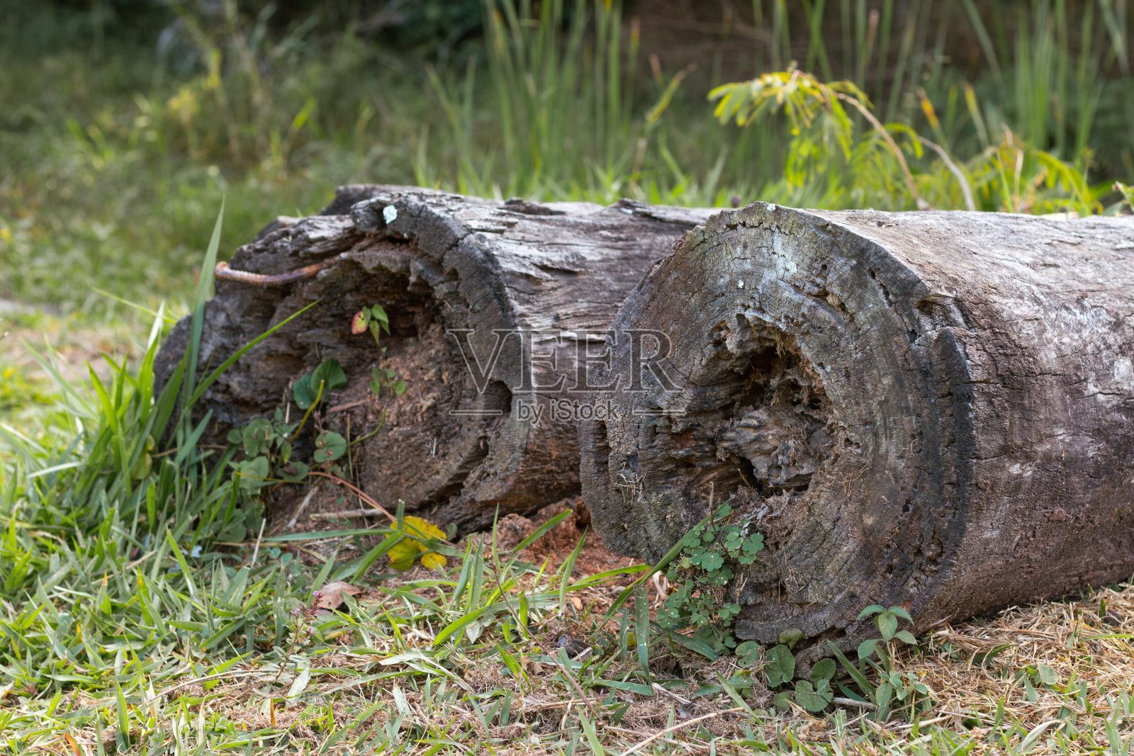 草地上两根老木头的照片。照片摄影图片