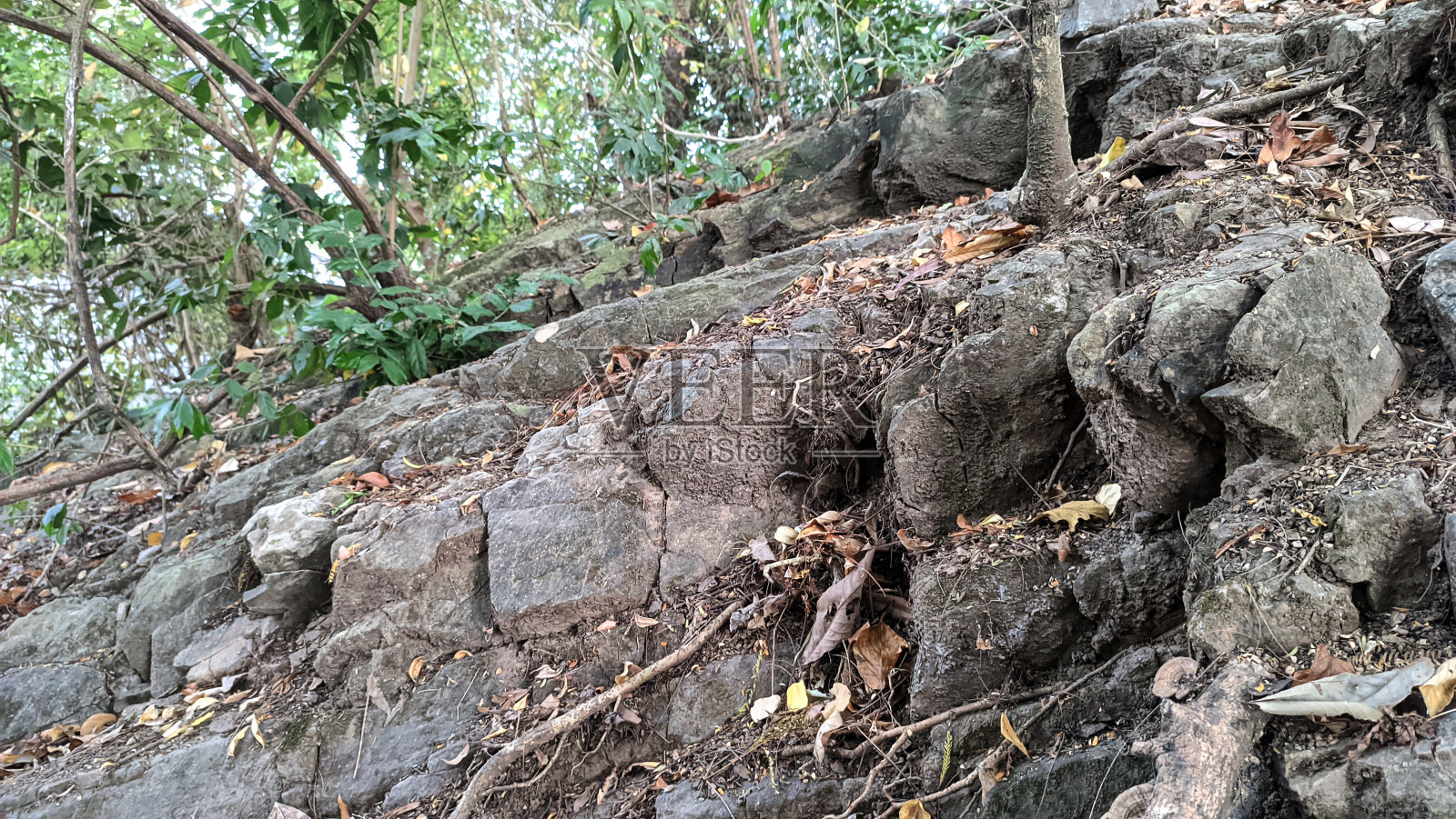 森林中有天然的石头，树根匍匐在岩石上照片摄影图片