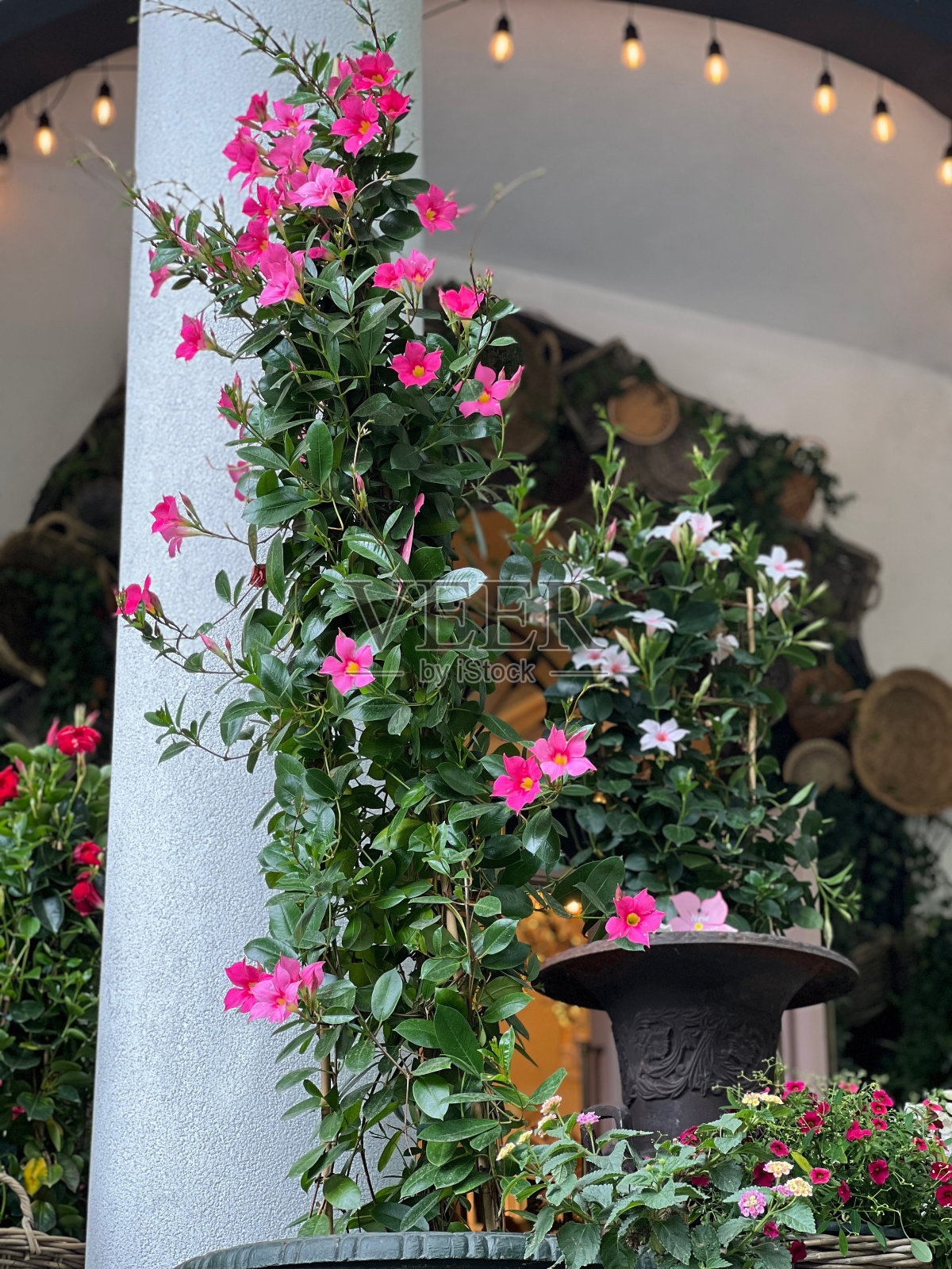 曼德拉是一种粉红色的开花植物照片摄影图片