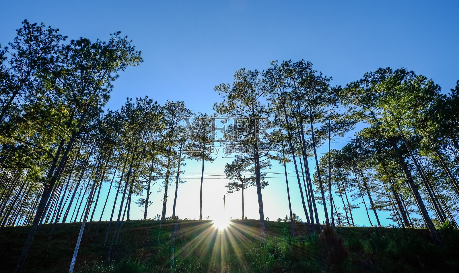 夏日里的松树林照片摄影图片