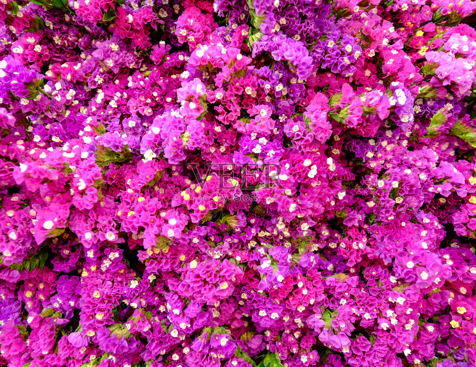 粉红色的花朵照片摄影图片