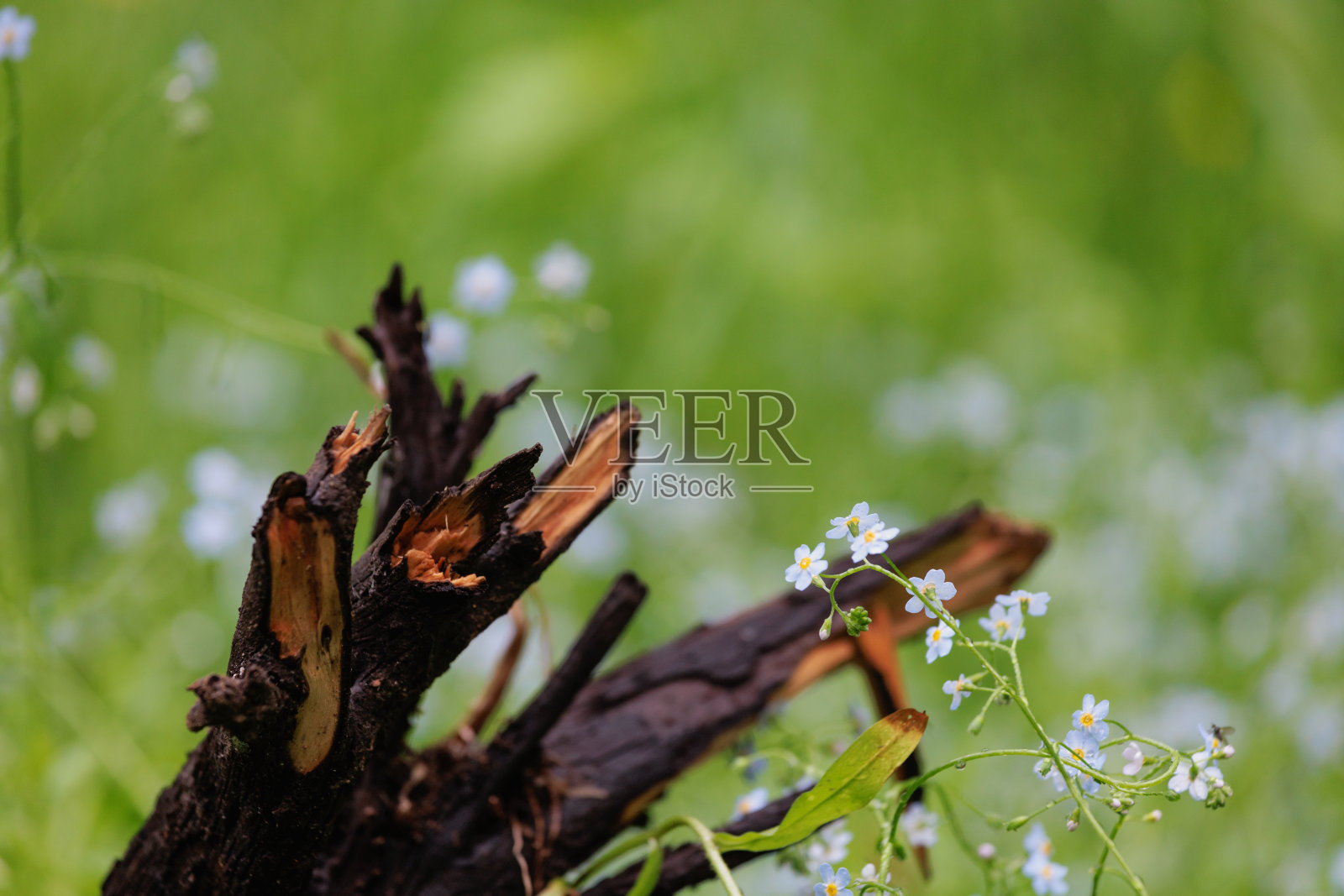 木制的浮木和花园里的勿忘我照片摄影图片