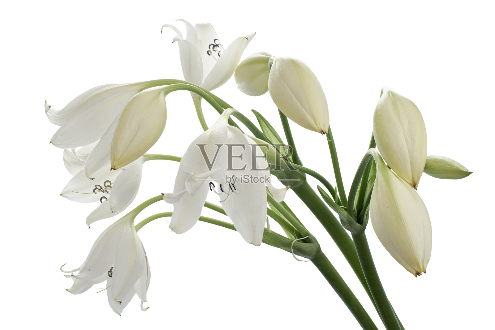 牡丹花，生百合，白百合分离于白色背景照片摄影图片