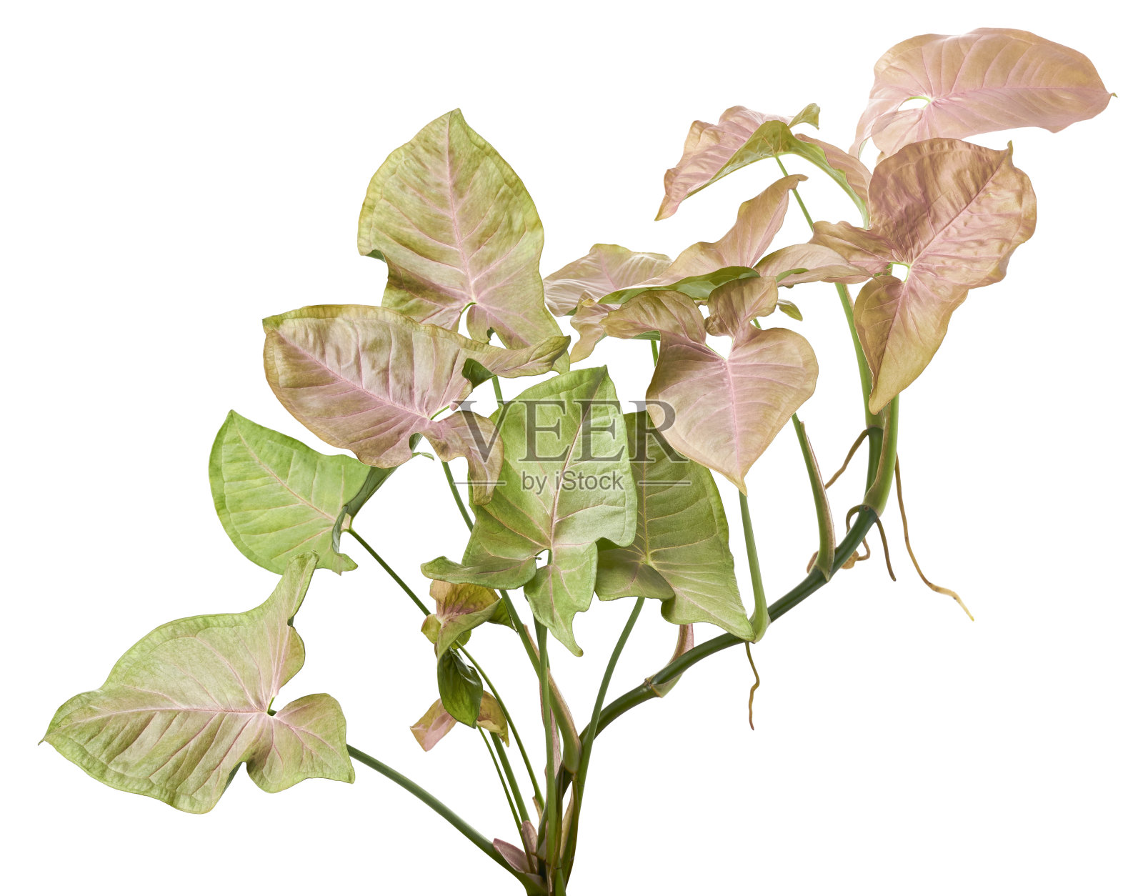 粉红色鬼木耳叶，粉红色箭头状叶，箭头常春藤孤立在白色背景上，有剪枝路径照片摄影图片