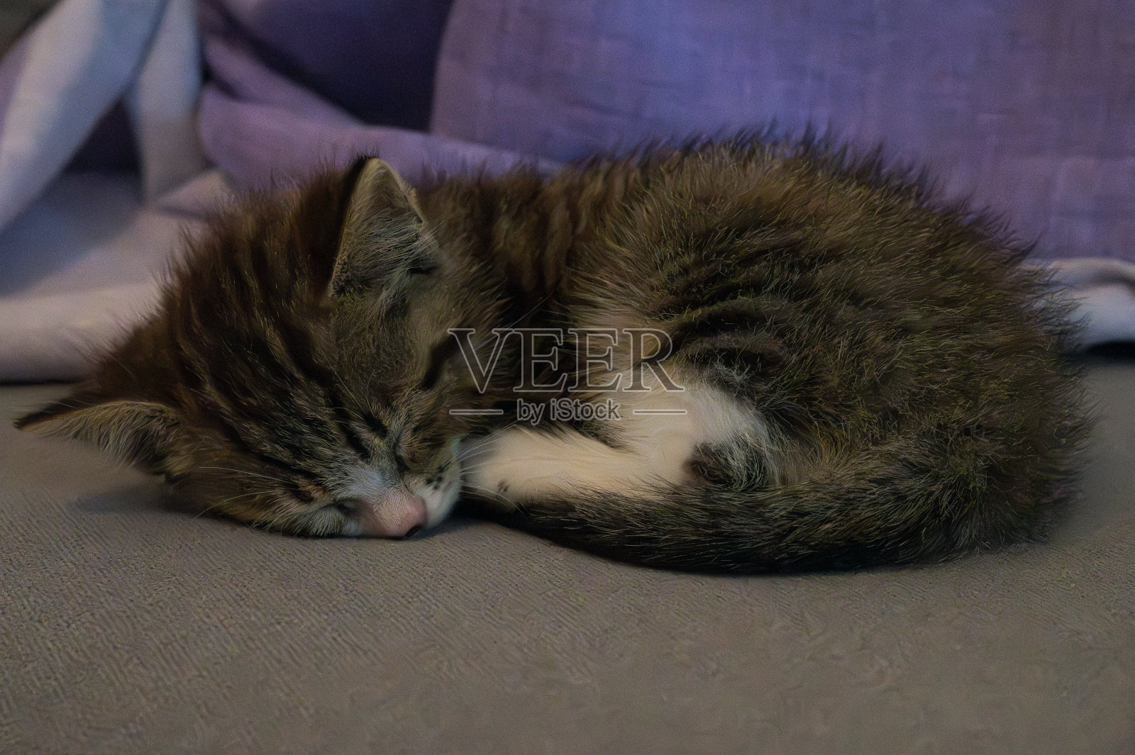 家猫的壮观照片照片摄影图片