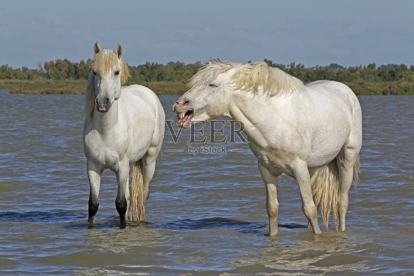 卡马尔格马，站在沼泽里，打哈欠，法国南部的圣玛丽·德·拉梅尔照片摄影图片