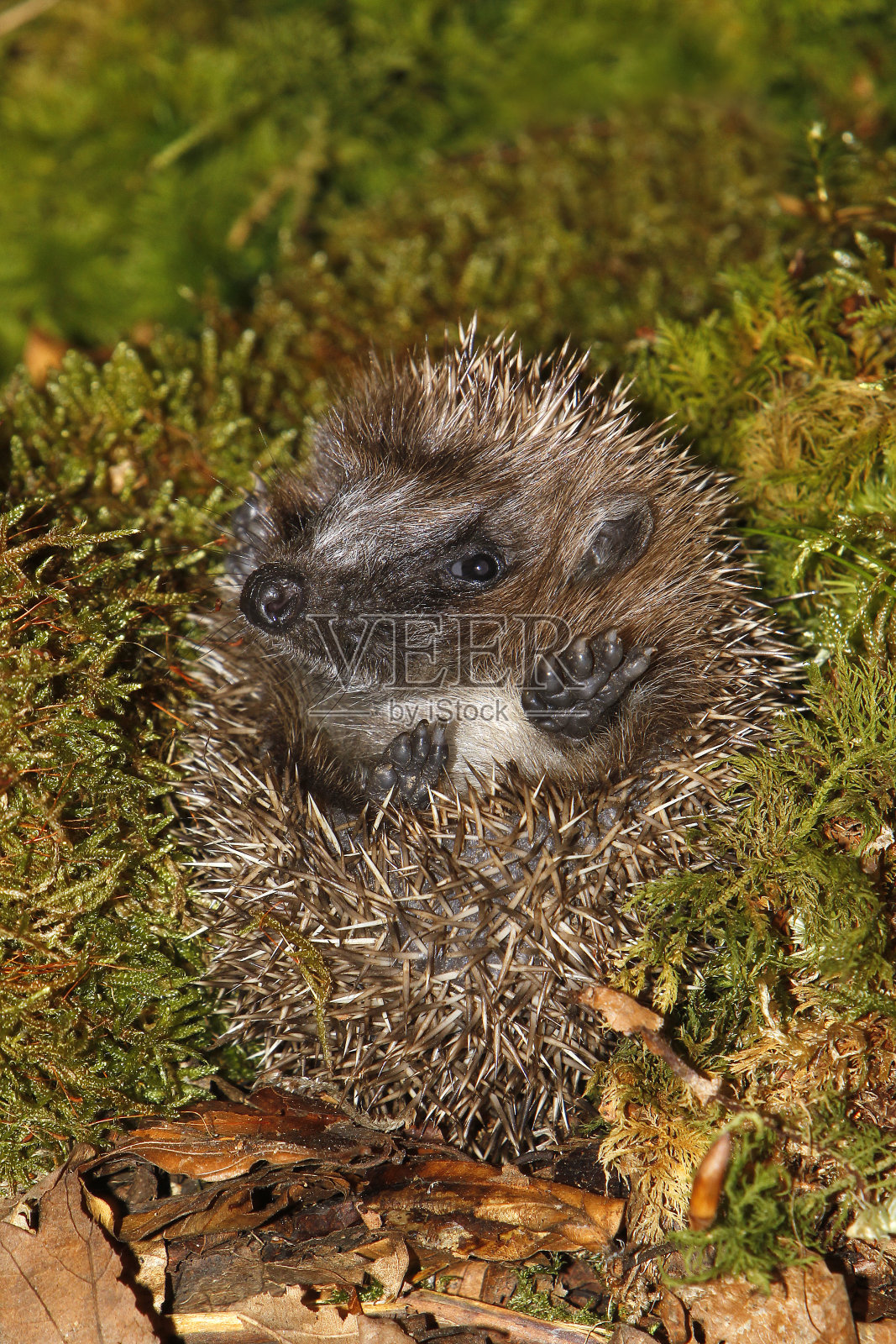 欧洲刺猬，erinaceus europaeus，成年蜷缩在落叶上，法国诺曼底照片摄影图片