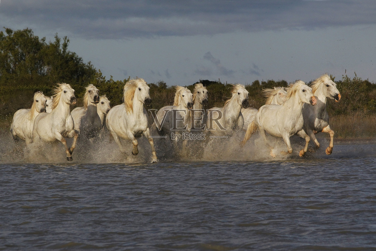 卡马尔格马，牧群在沼泽中疾驰，法国南部的圣玛丽德拉梅尔照片摄影图片