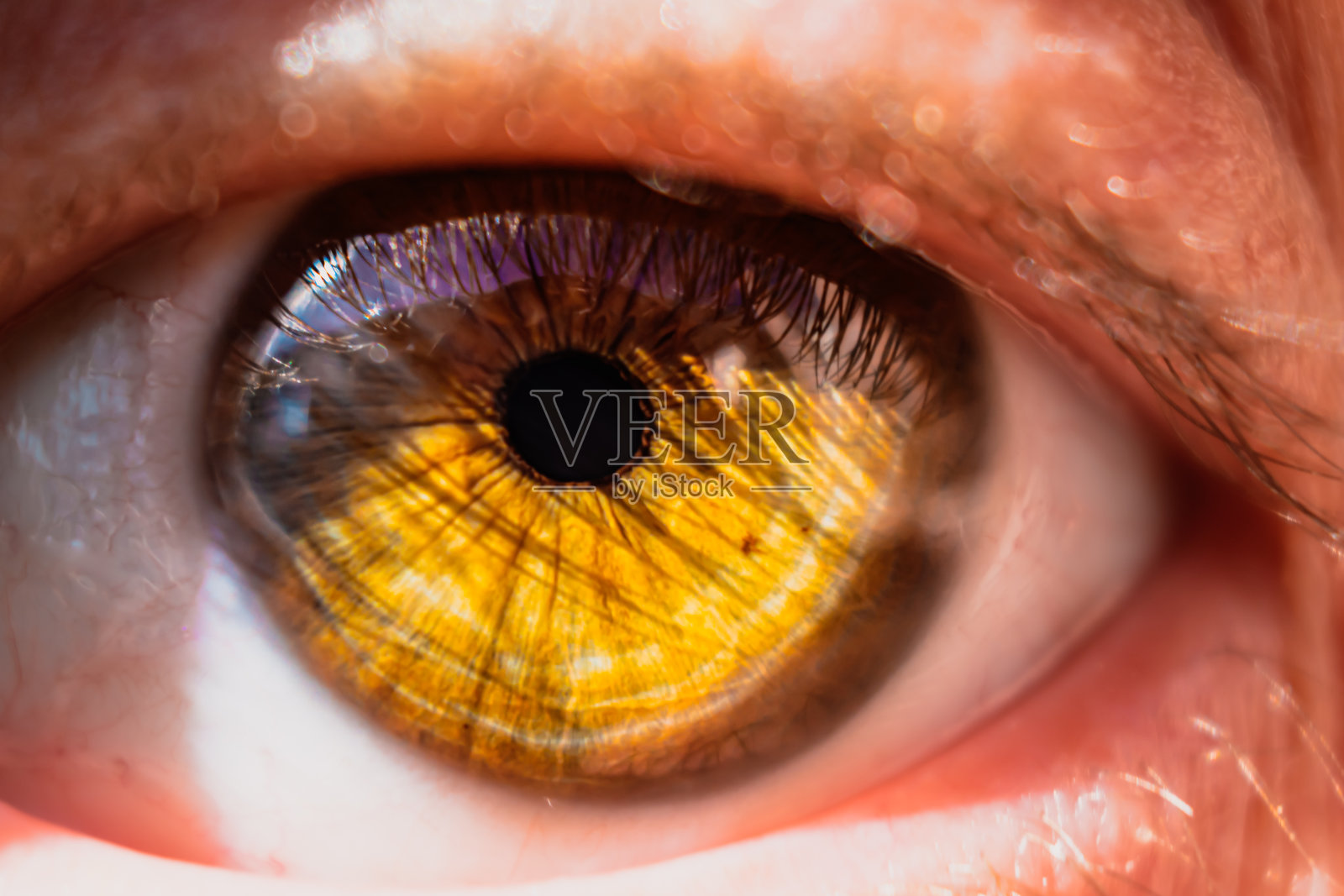 绿色的眼睛有睫毛，橘黄色的虹膜有反光照片摄影图片