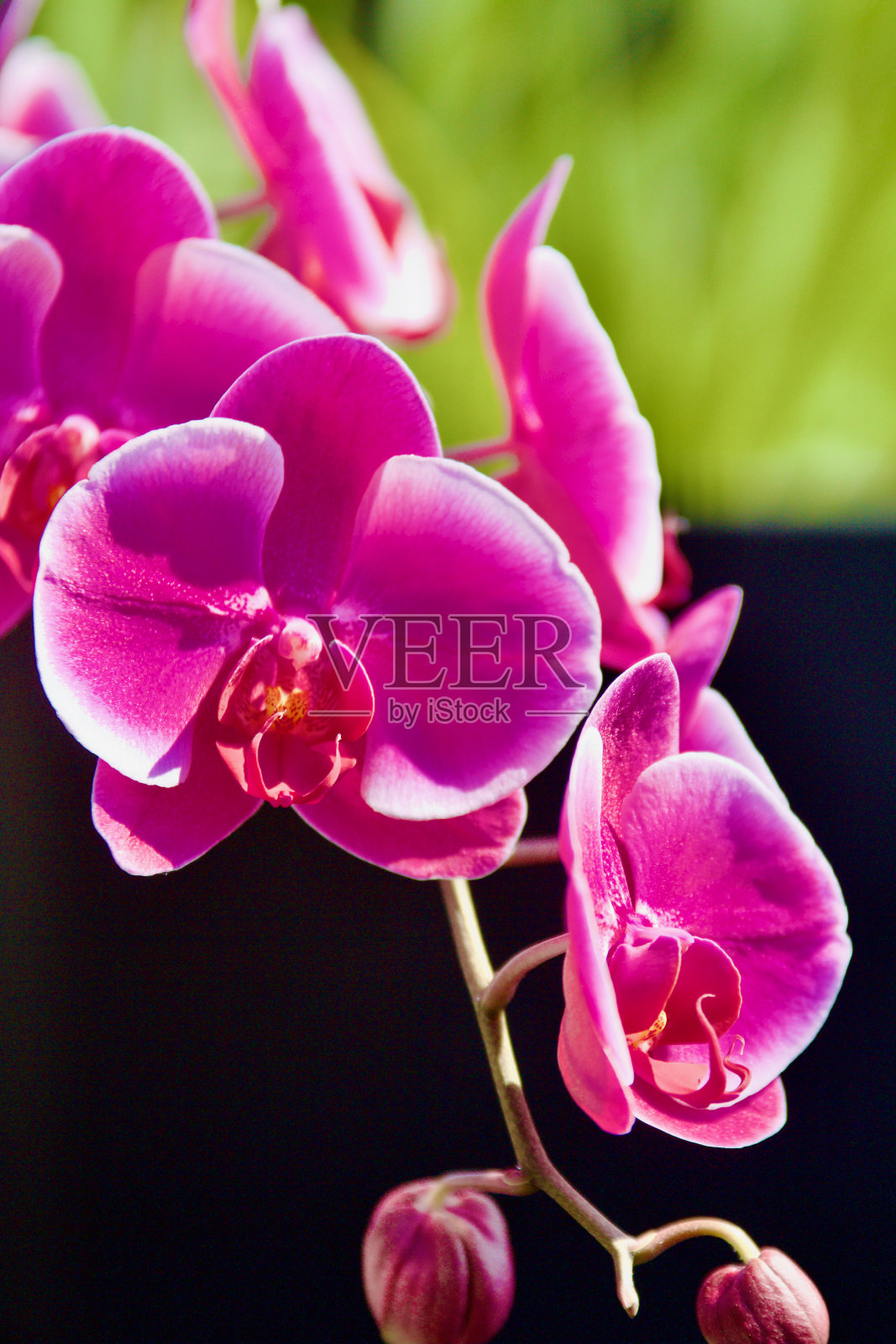 美丽的兰花照片摄影图片