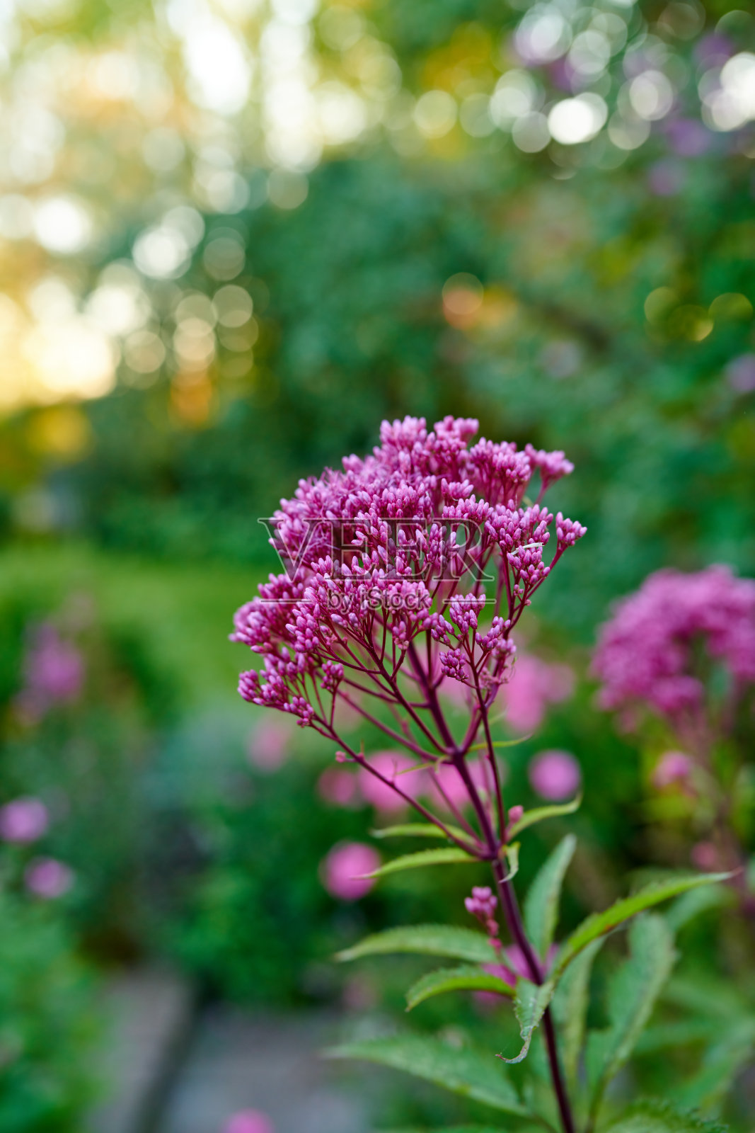 夏天花园里的花照片摄影图片