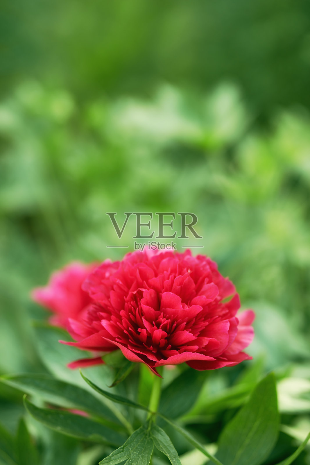 我花园里的花很漂亮照片摄影图片