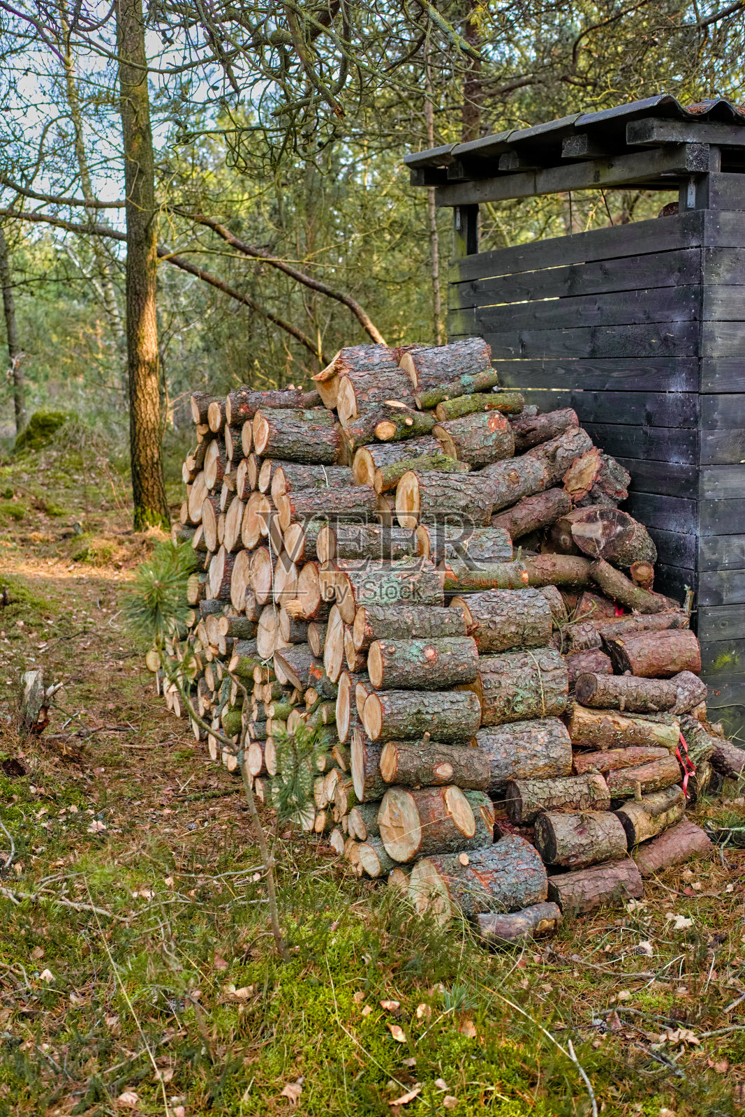 一张柴堆的照片照片摄影图片