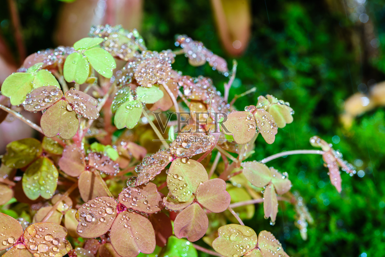 热带植物和苔藓植物照片摄影图片