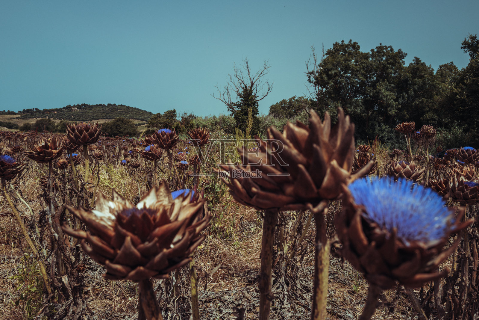 意大利的农业活动:洋蓟盛开的花朵照片摄影图片