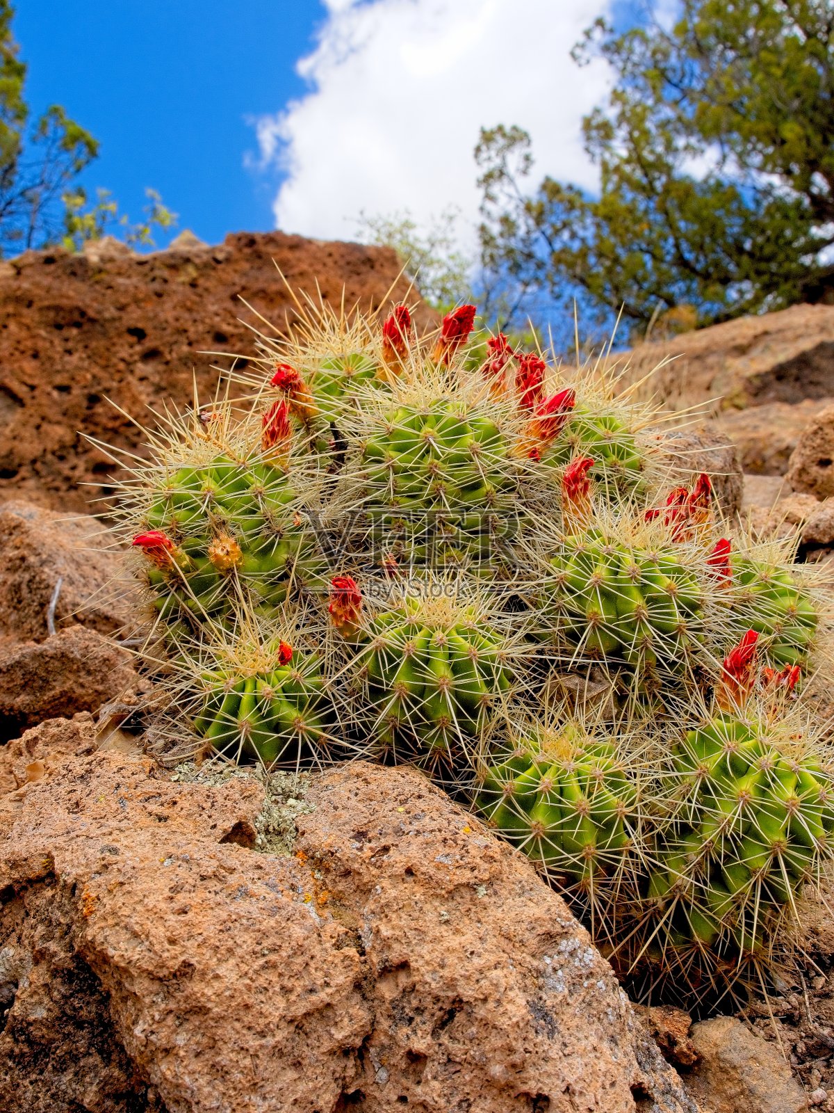班德利尔国家纪念碑峭壁上盛开着红色花朵的红杯或刺猬仙人掌照片摄影图片