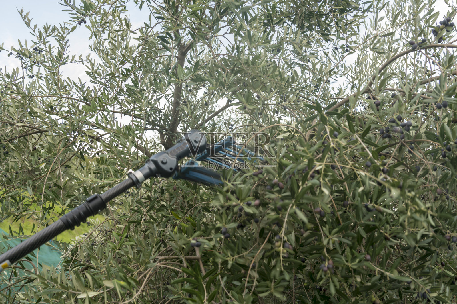 在橄榄园工作的农民照片摄影图片