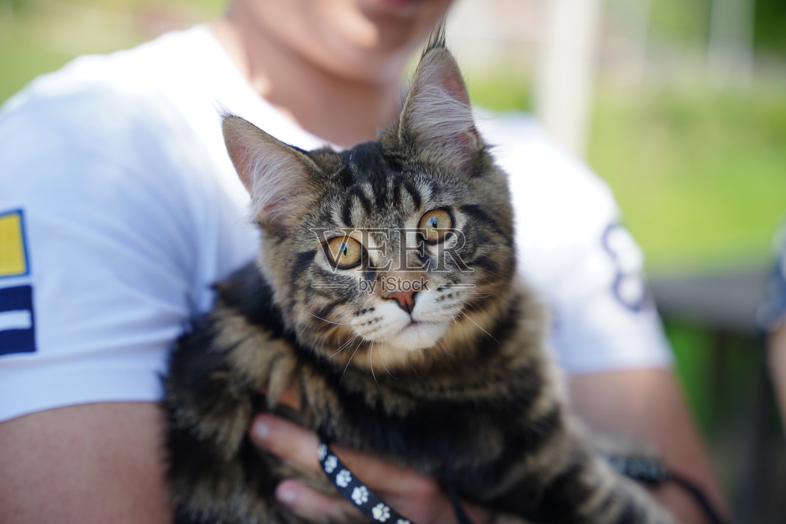 猫的眼睛照片摄影图片