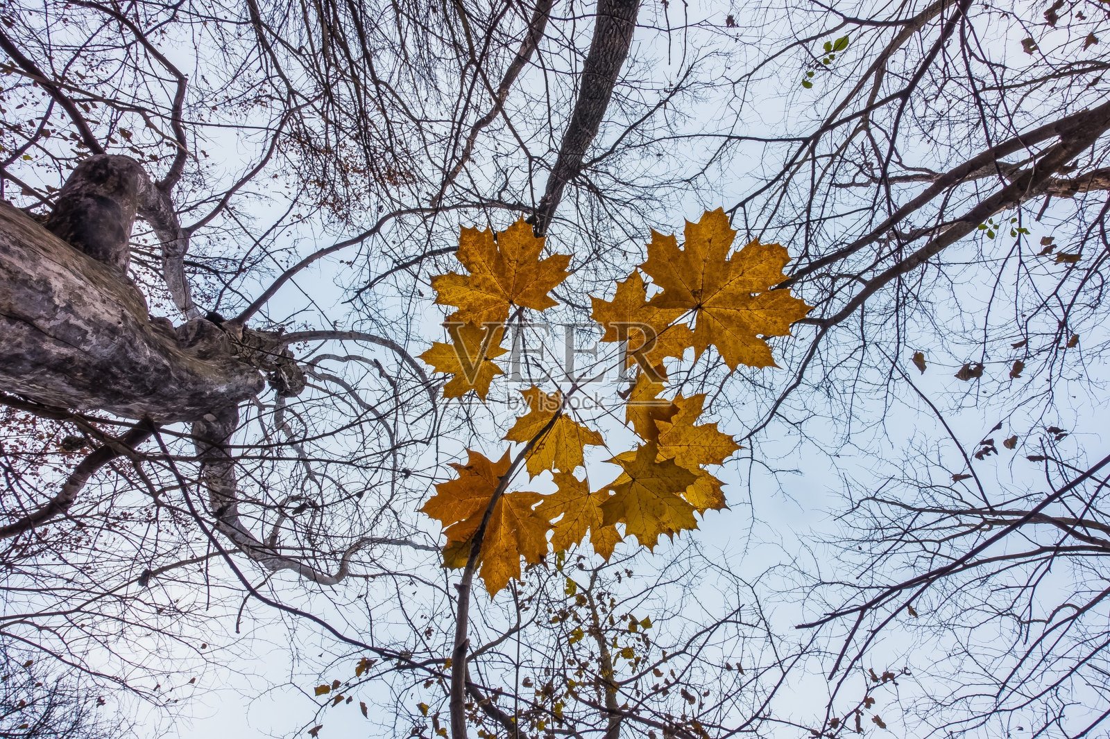树上一组黄叶的特写。照片摄影图片