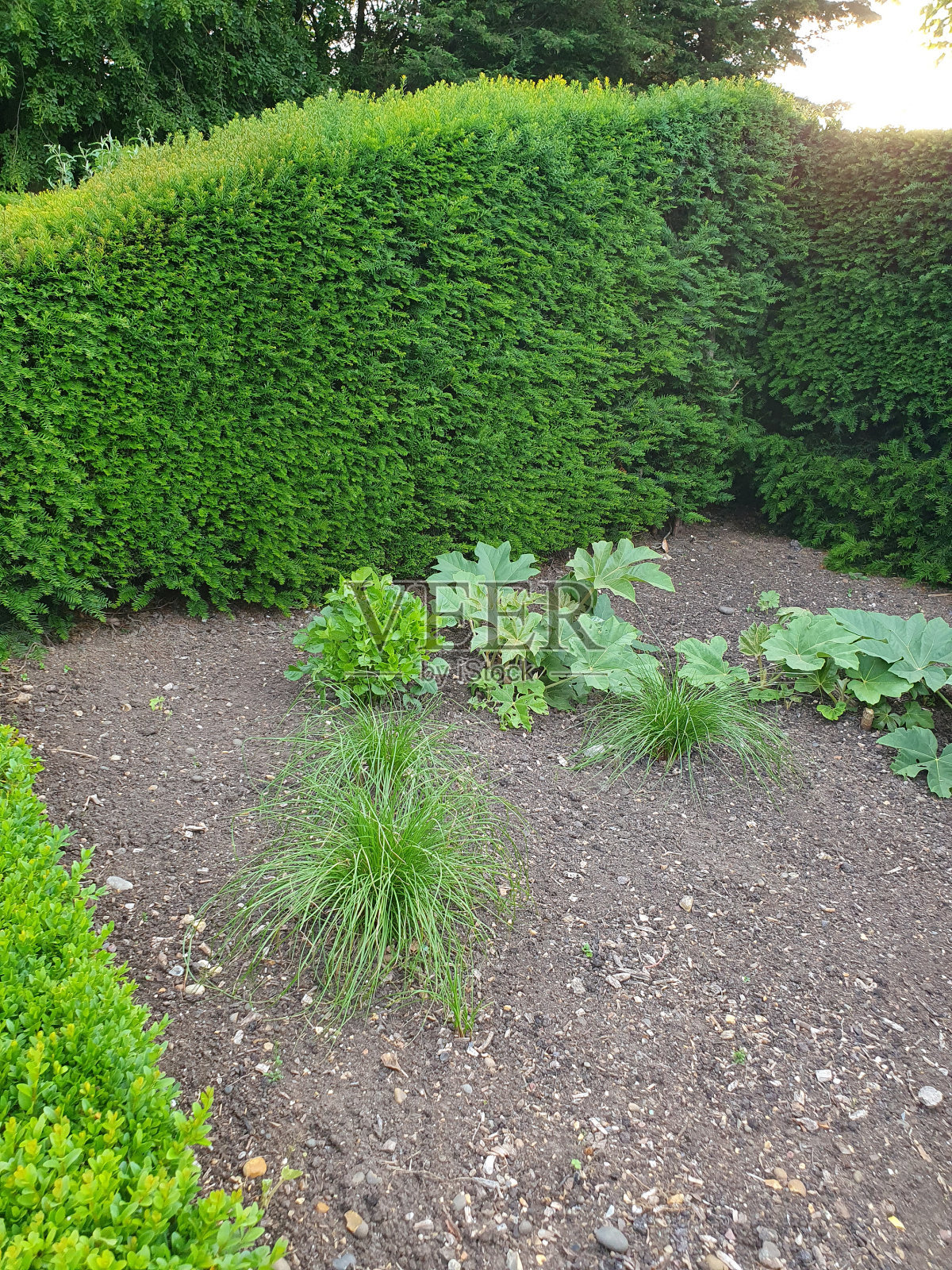 一个有灌木丛和植物的花园照片摄影图片