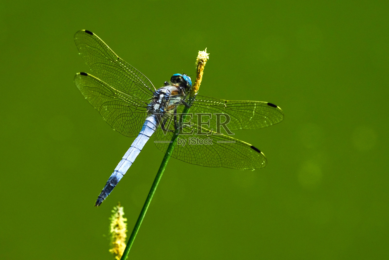 蜻蜓特写照片摄影图片