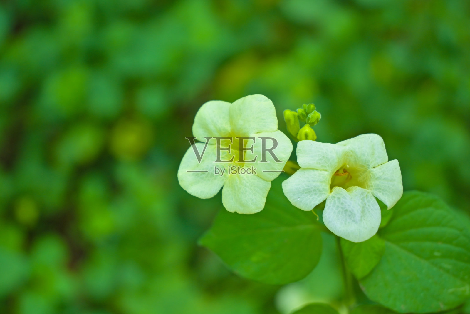 开花的花是最抢手的花之一照片摄影图片