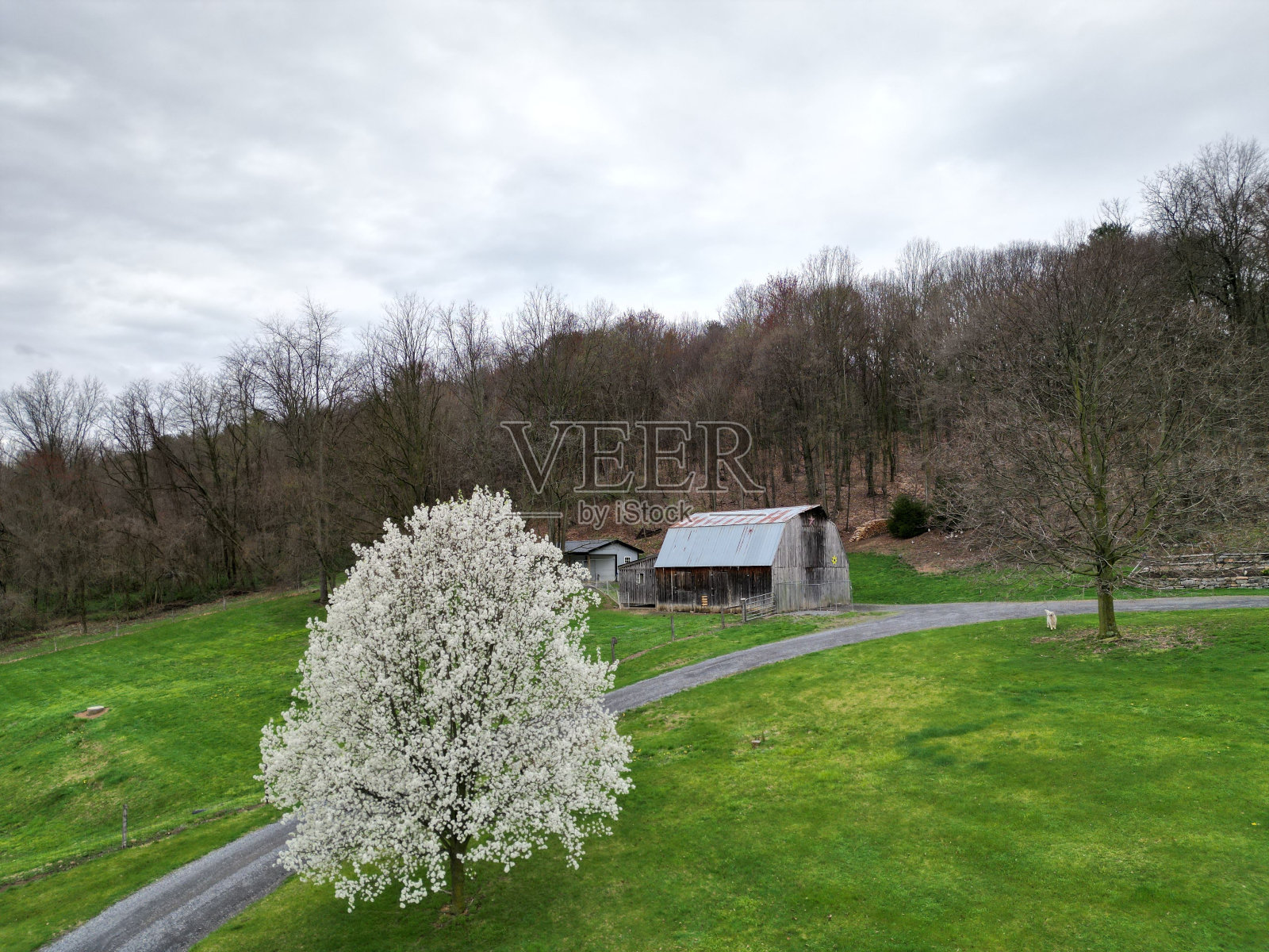 空中拍摄的画廊梨树与它的白色花朵在多云的天空照片摄影图片