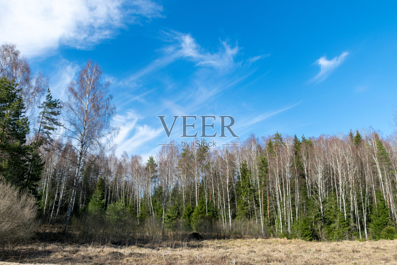 春景绿树成荫，天清气爽，云淡风轻照片摄影图片