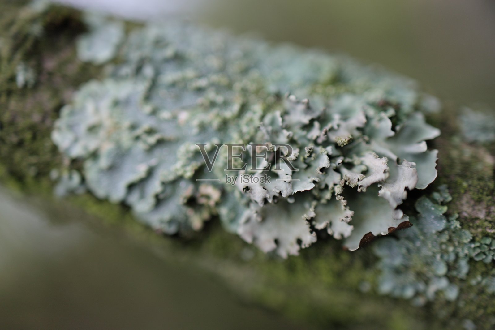 微距绿[CANON RF35 1.8]照片摄影图片