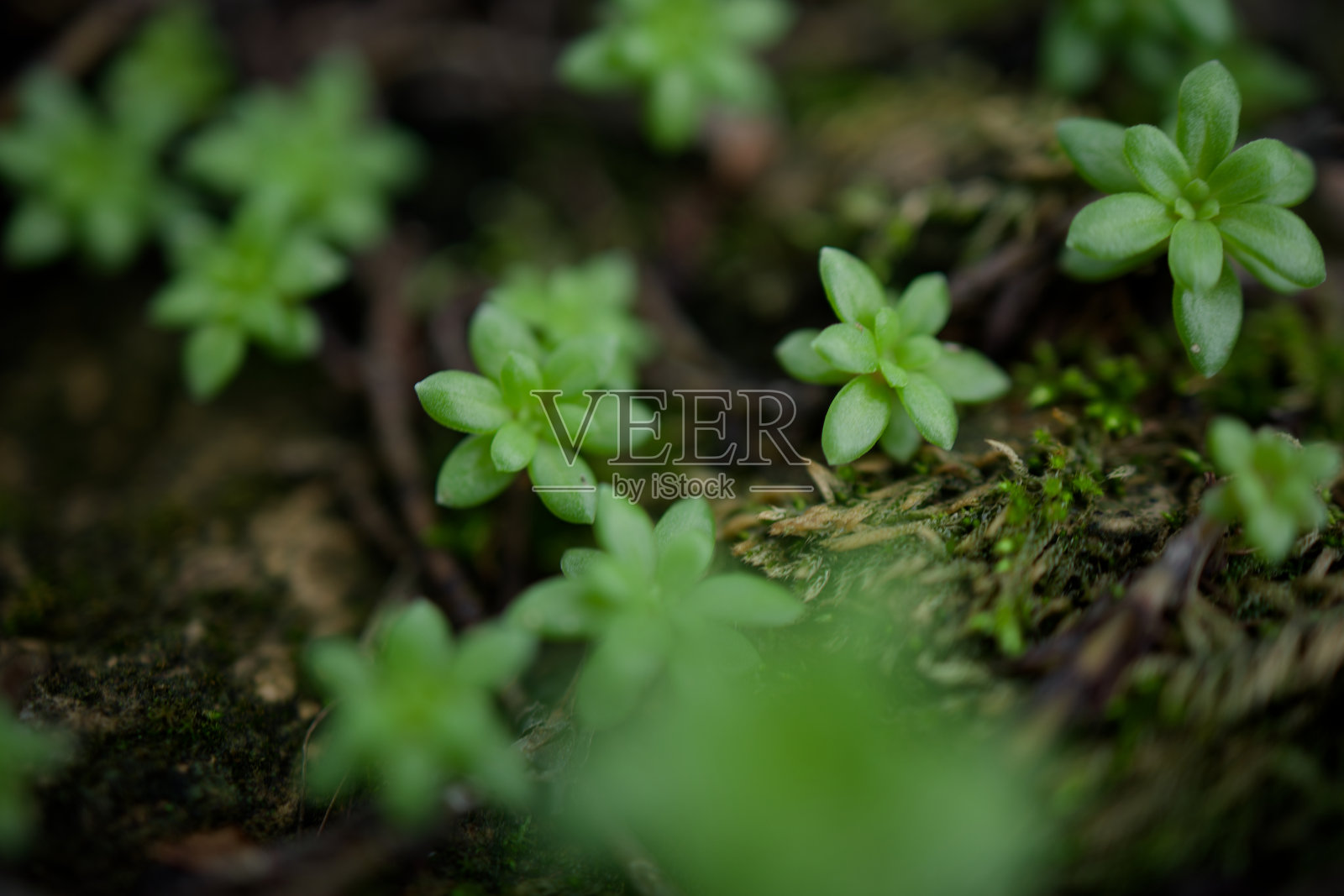 微距绿[CANON RF35 1.8]照片摄影图片