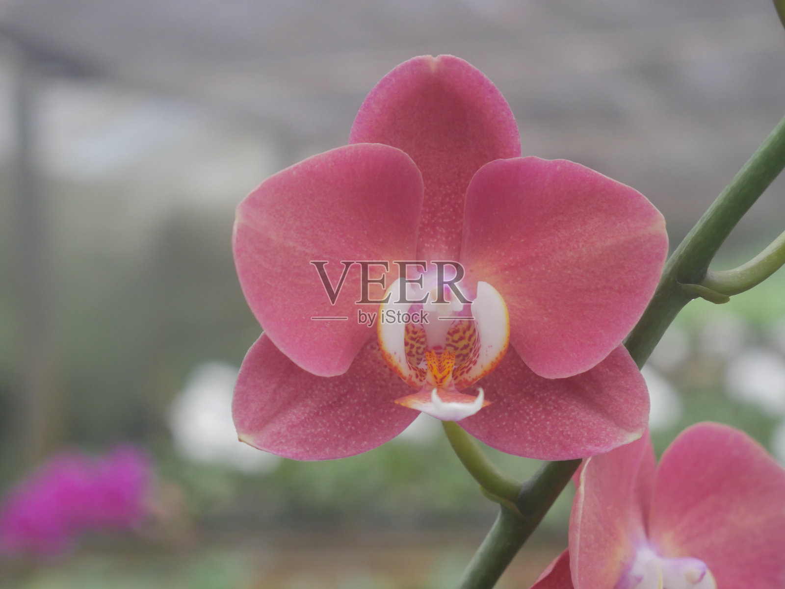 闭门兰花照片摄影图片