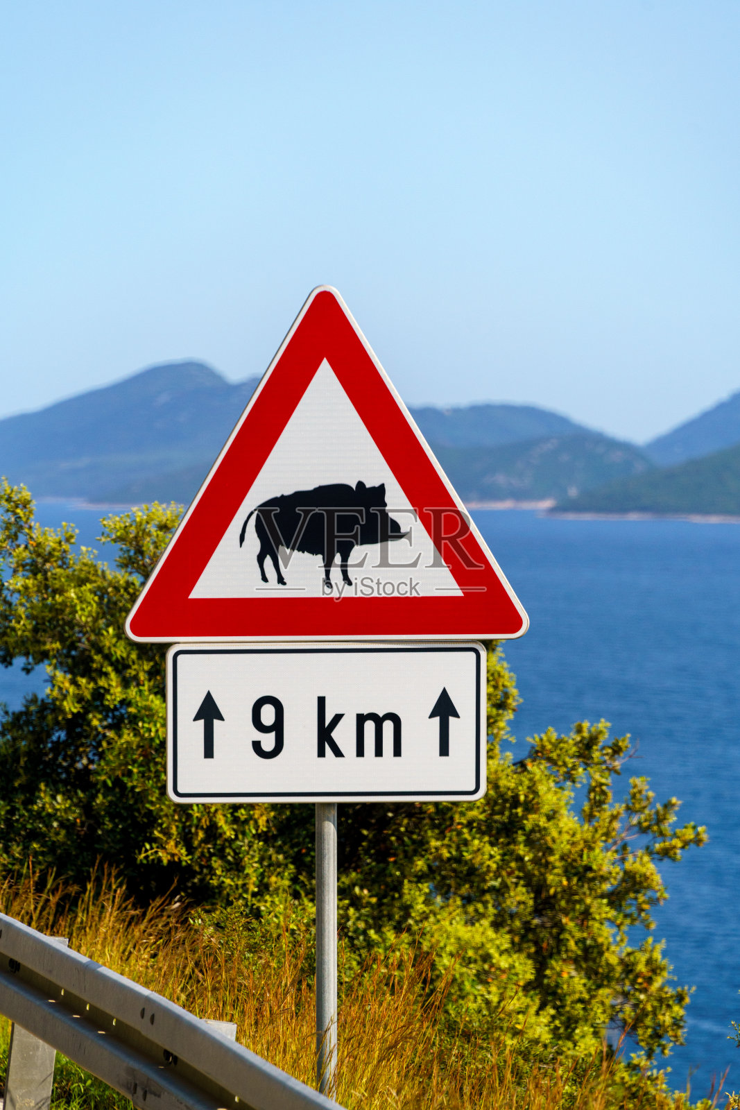 交通事故的背景标志-当心野猪过马路照片摄影图片