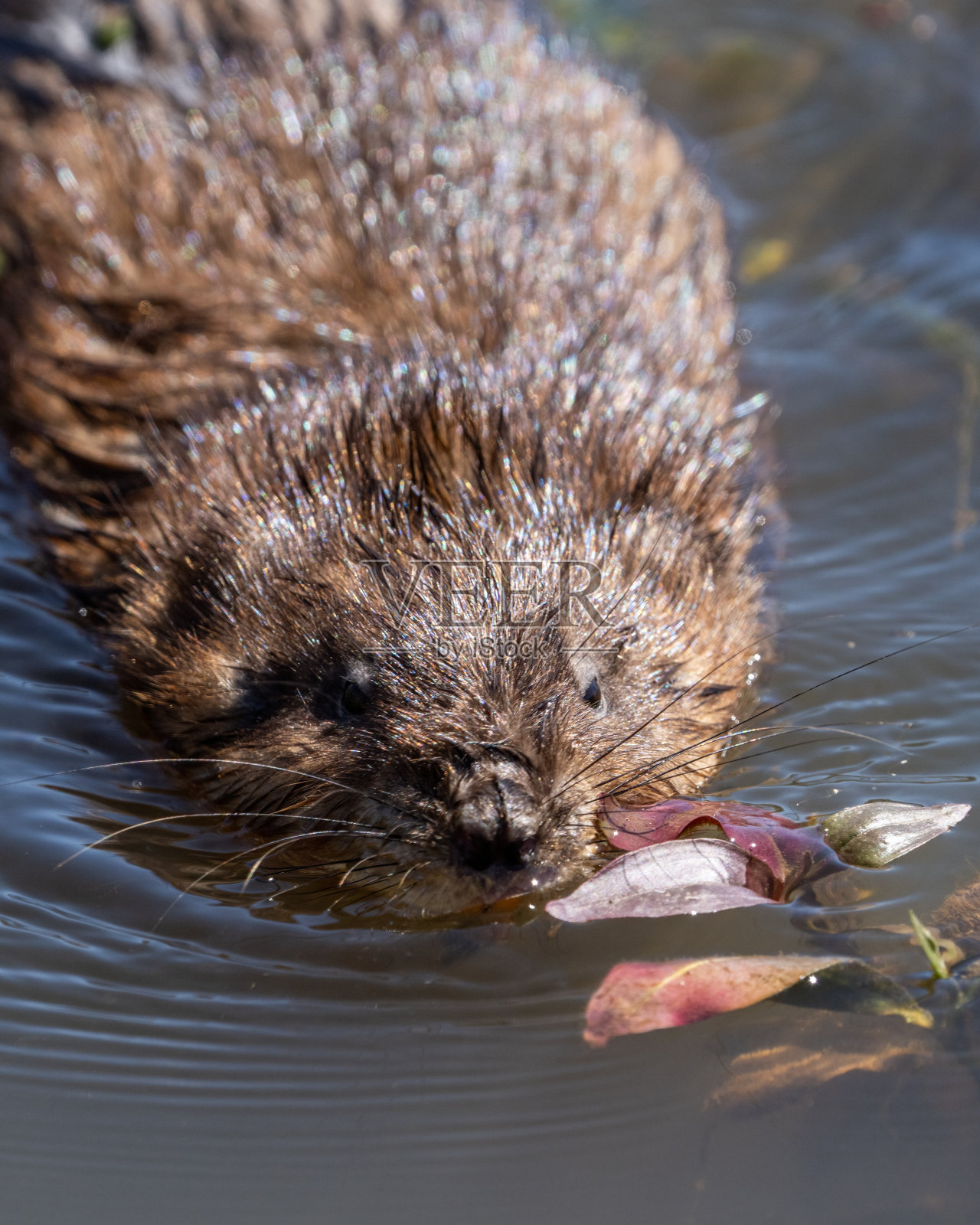 麝鼠在吃池塘里的植物照片摄影图片