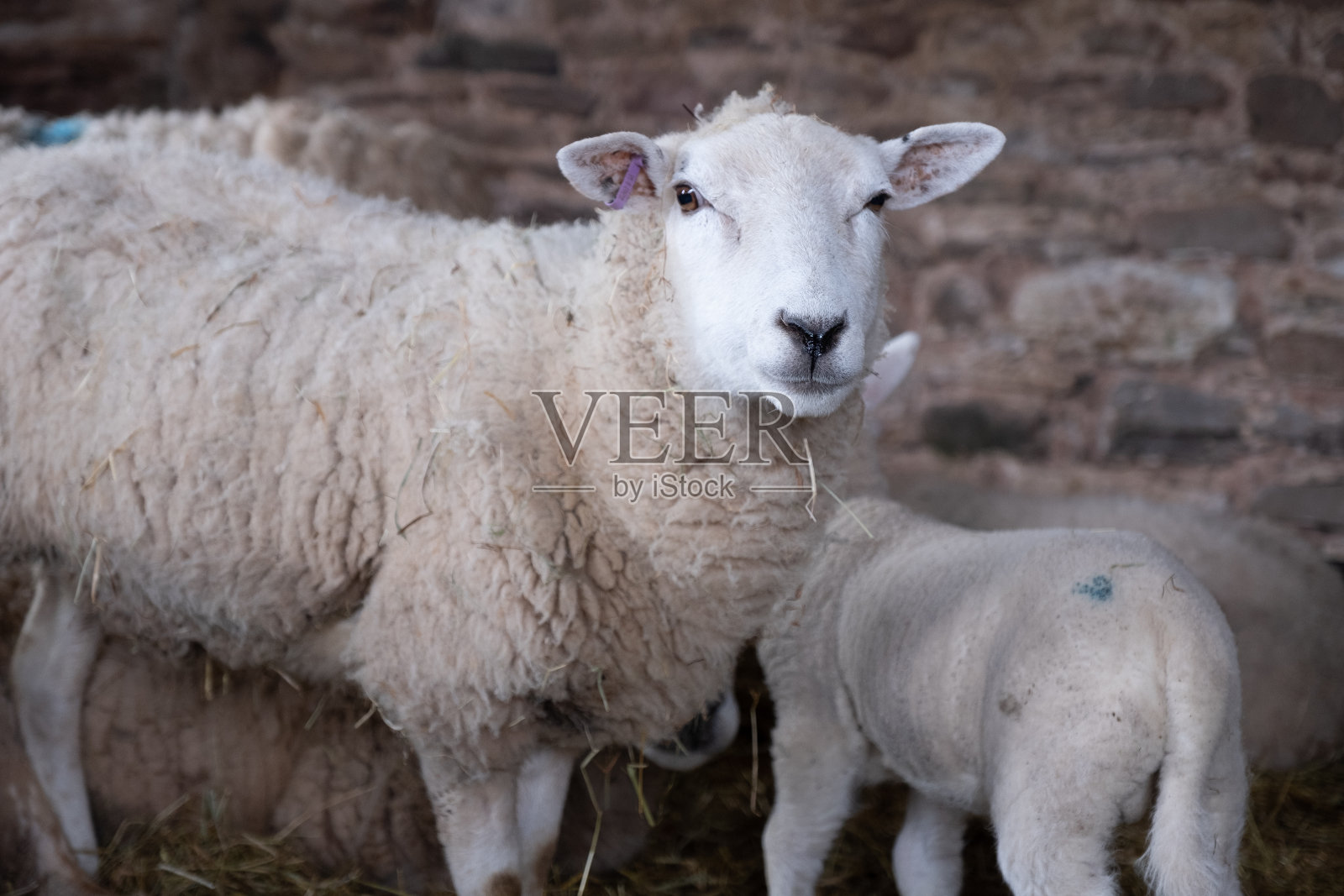 母羊和小羊羔照片摄影图片
