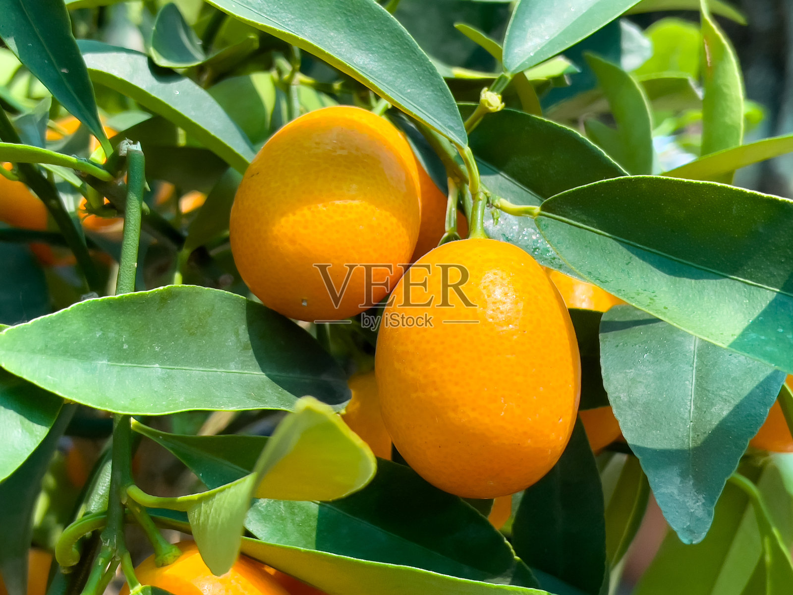 新鲜成熟的橘子，挂在橘子树上。照片摄影图片