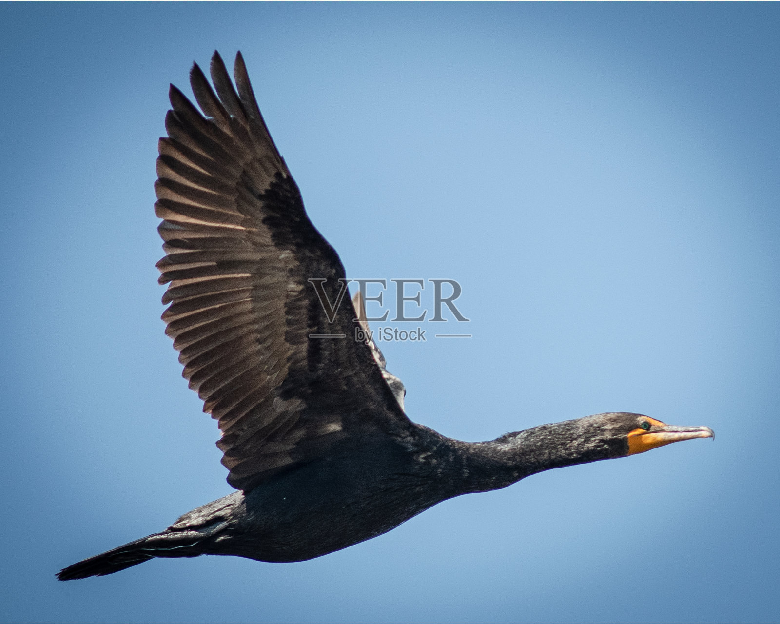 飞行中的鸬鹚照片摄影图片