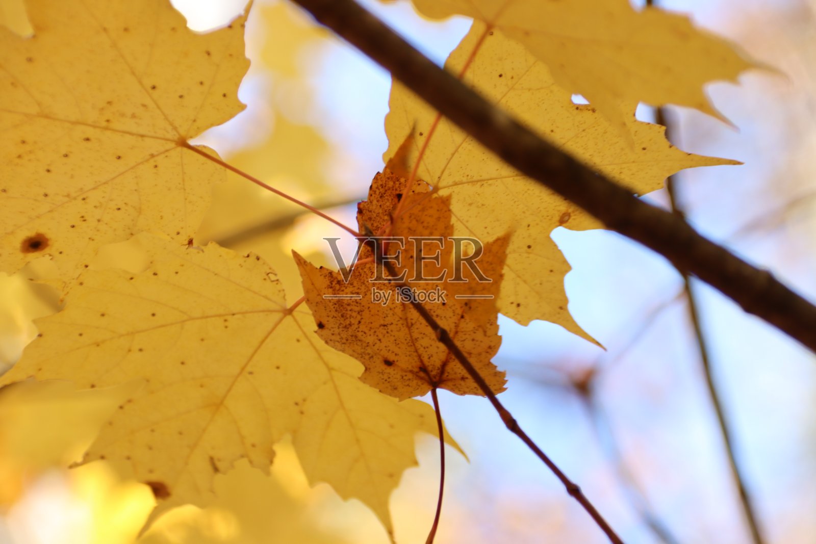 黄林叶照片摄影图片