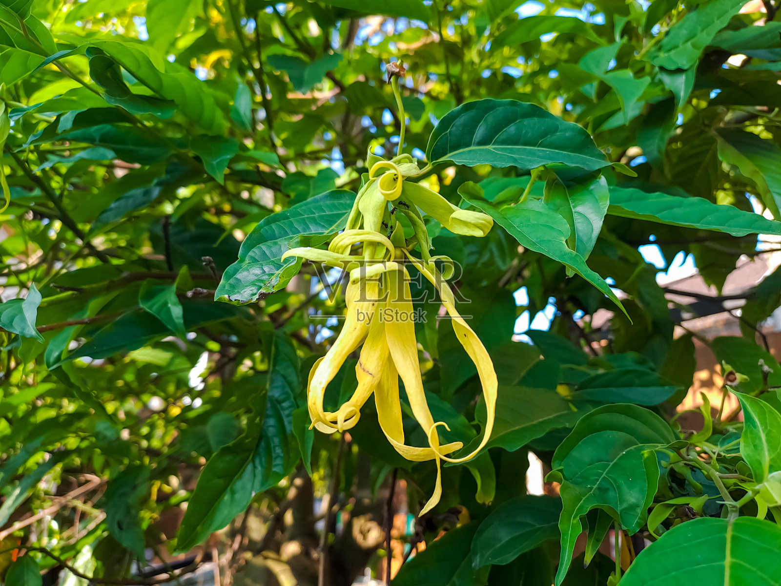 Cananga odorata花(Bunga Kenanga)照片摄影图片