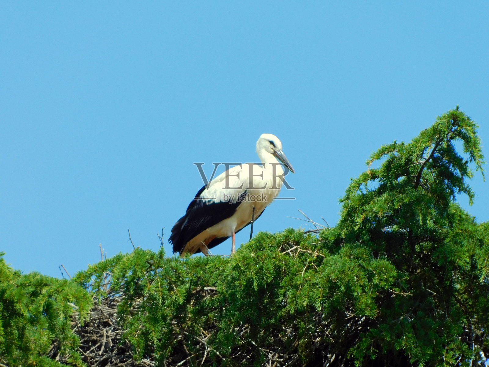 鹳鸟在蓝天的风景里照片摄影图片