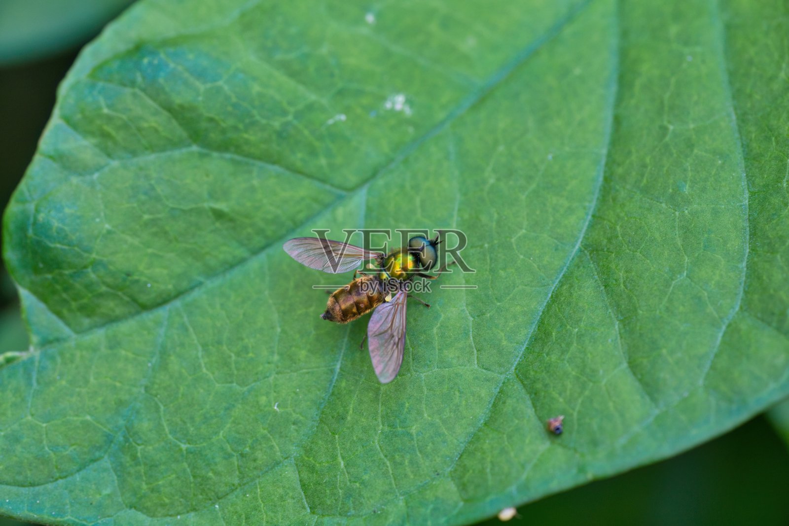 飞在叶子上照片摄影图片