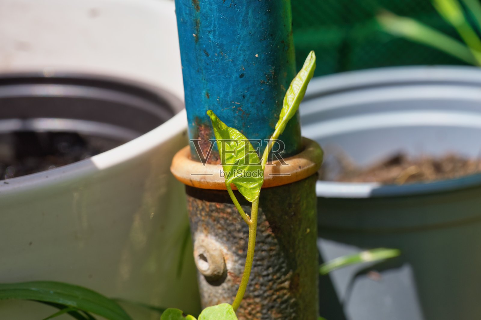 绿叶在金属园艺工具照片摄影图片