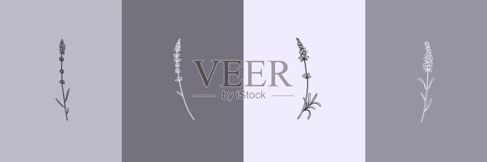 矢量集植物插图在最小的线性风格，薰衣草花插图集，简约的现代花卉标志，预制艺术海报插画图片素材