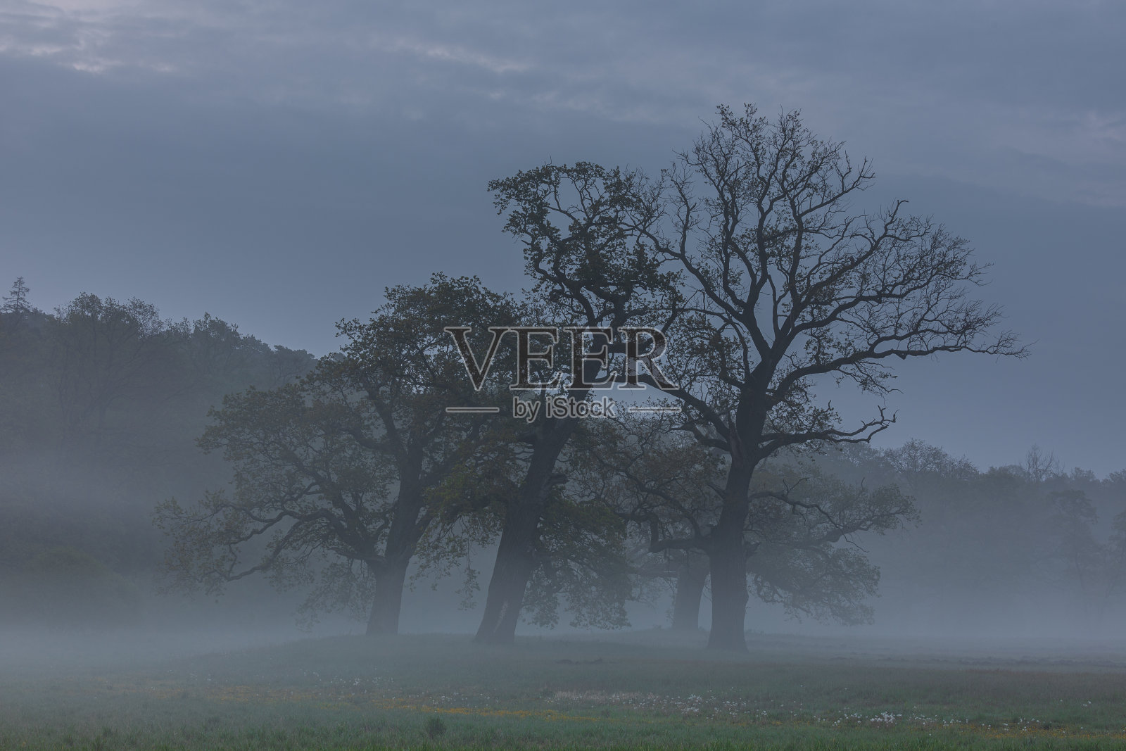 罗加林清晨的老树。波兰。照片摄影图片