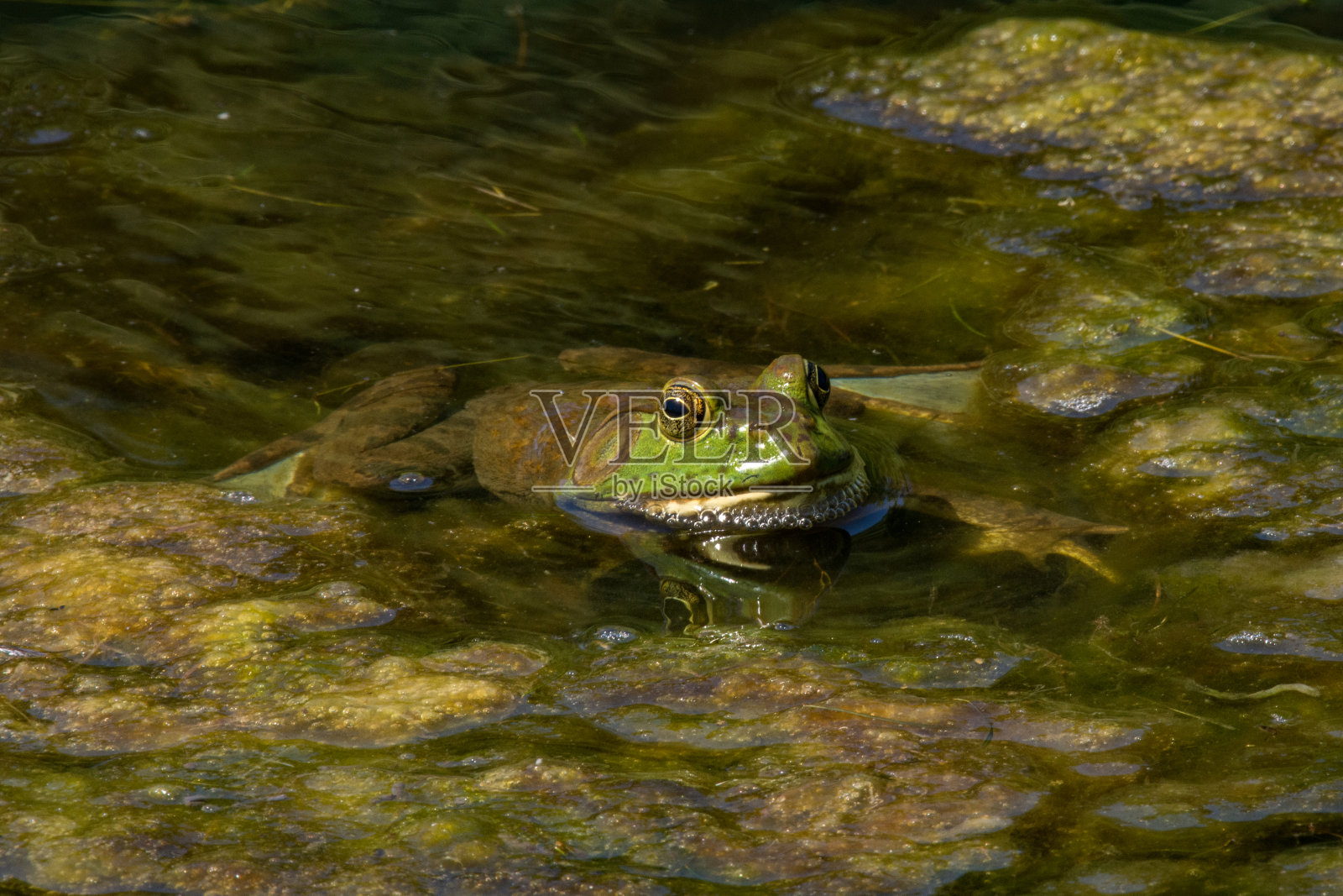 牛蛙从水藻中探出头来照片摄影图片